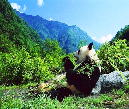 Panda, Palaces and Pagodas
